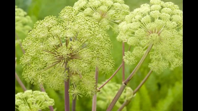 Les propriétés de l'angélique officinale