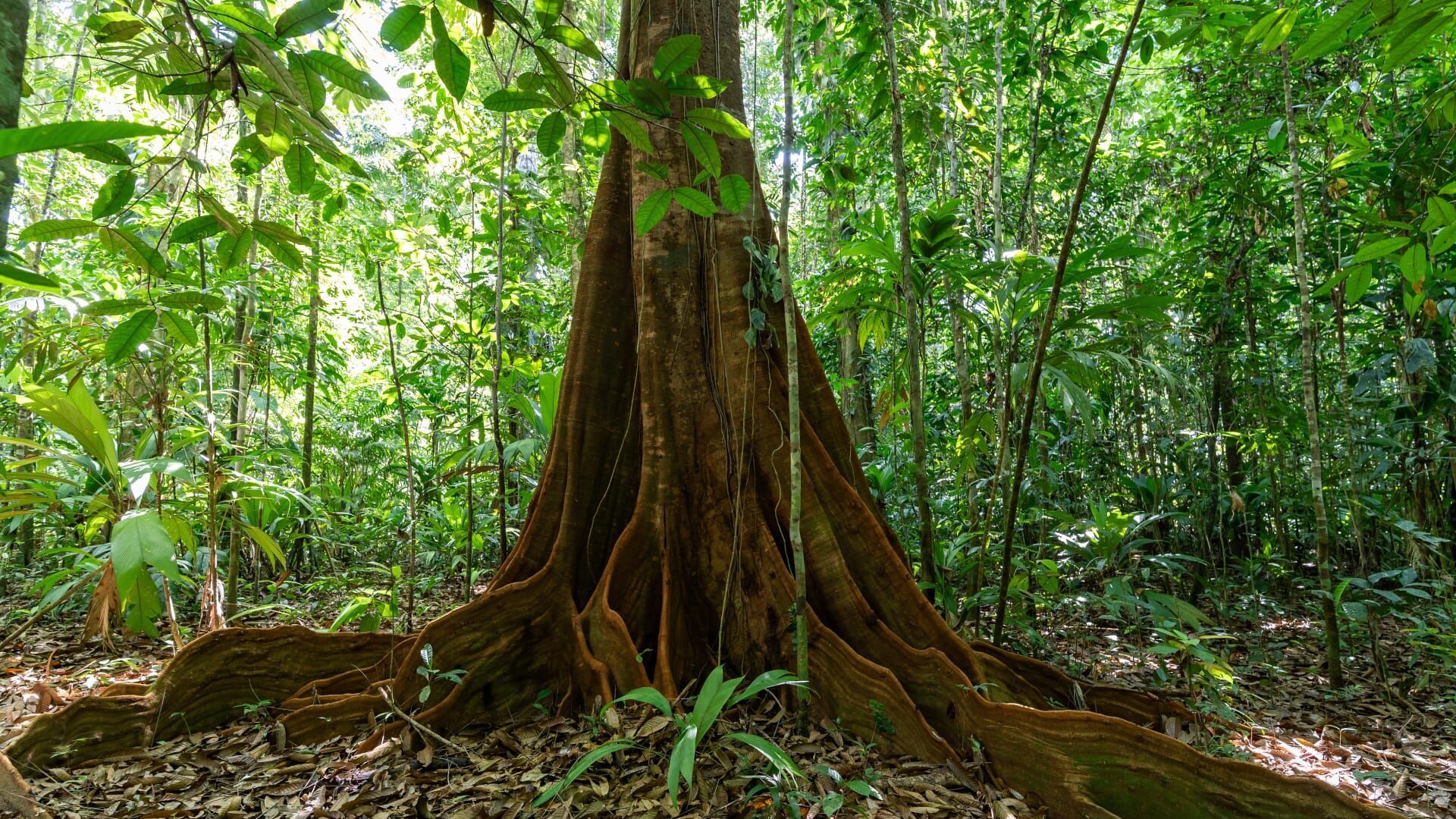 Le monde secret des forêts