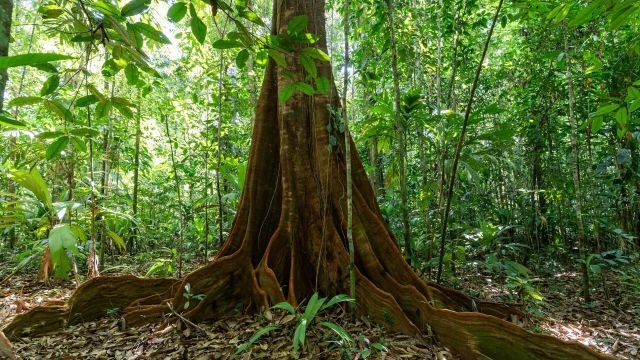 Le monde secret des forêts